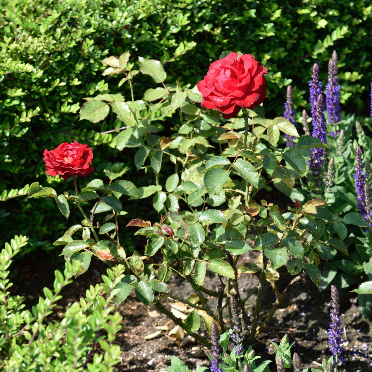 floribundaros Nina Weibull®