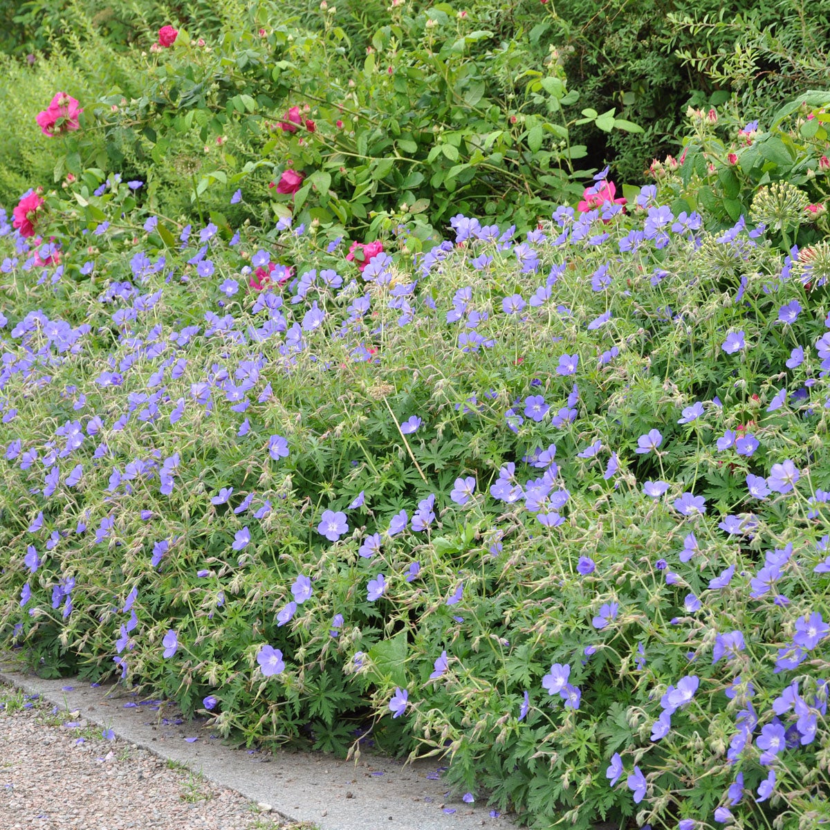 näva 'Johnson's Blue'
