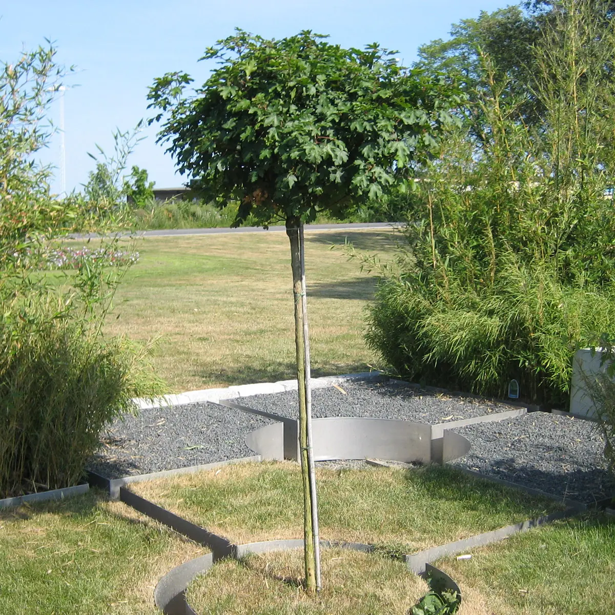 naverlönn 'Nanum'