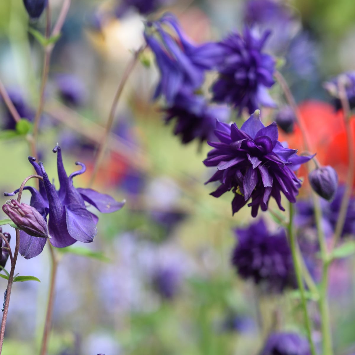akleja 'Blue Barlow'