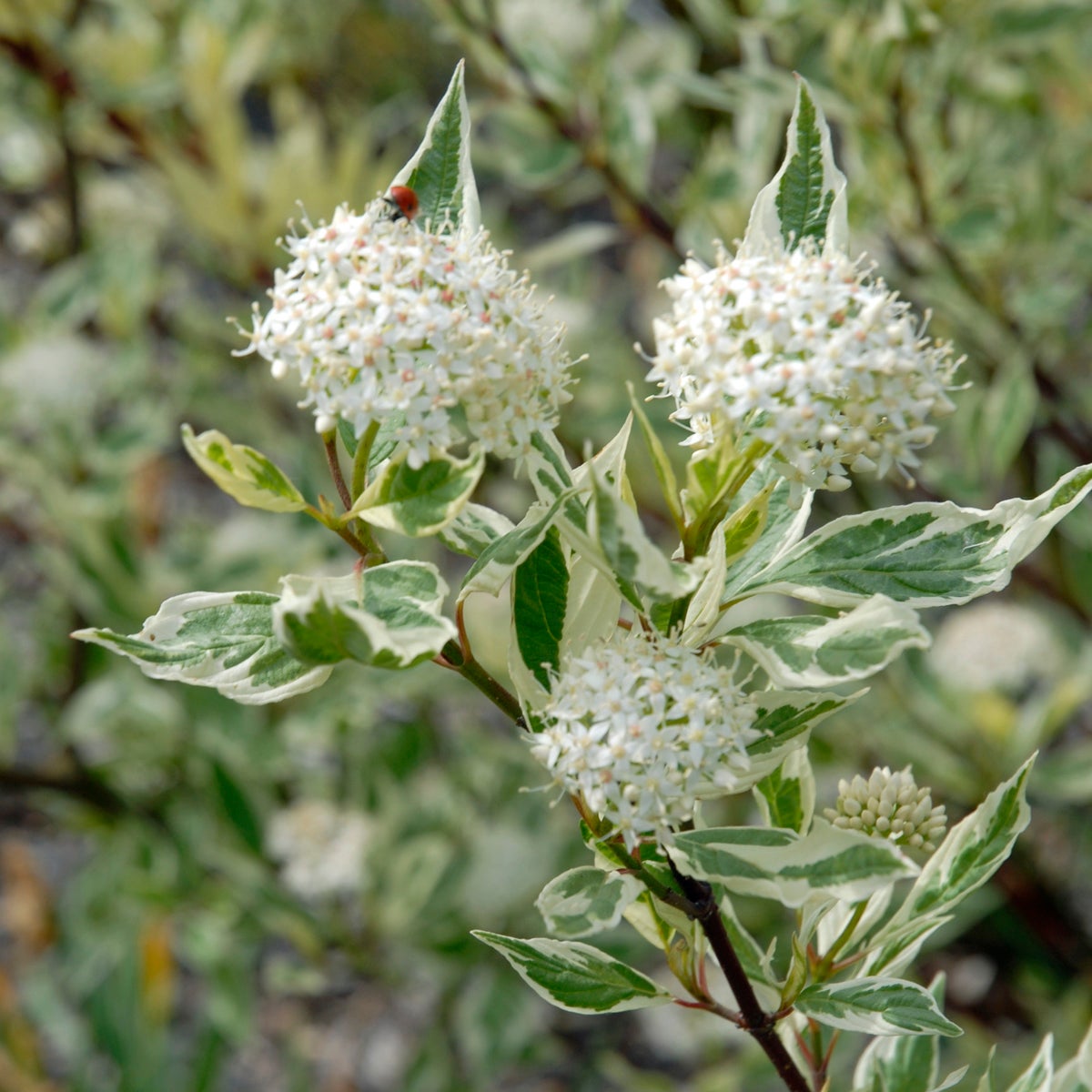 rysk kornell 'Elegantissima'