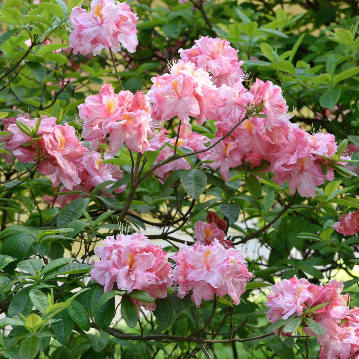 trädgårdsazalea 'Cecile'