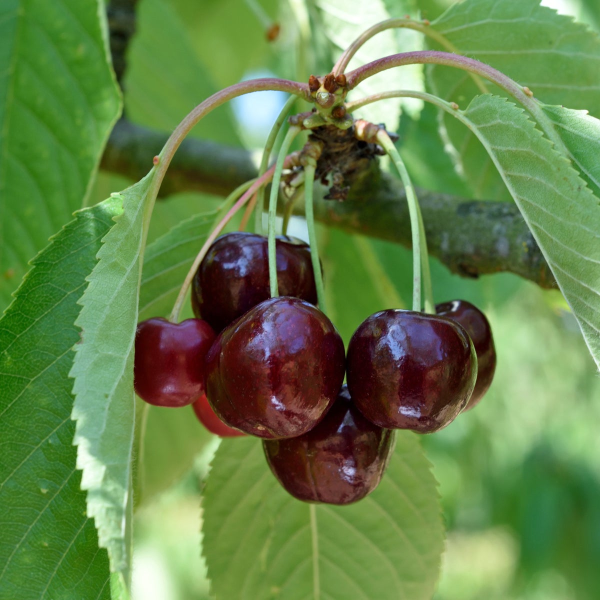 sötkörsbär 'Lapins'