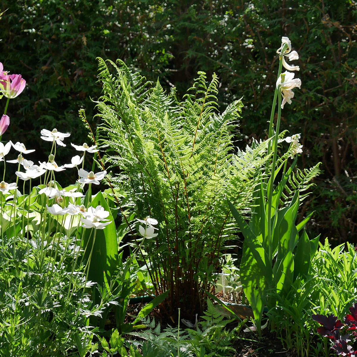 majbräken 'Lady in Red'