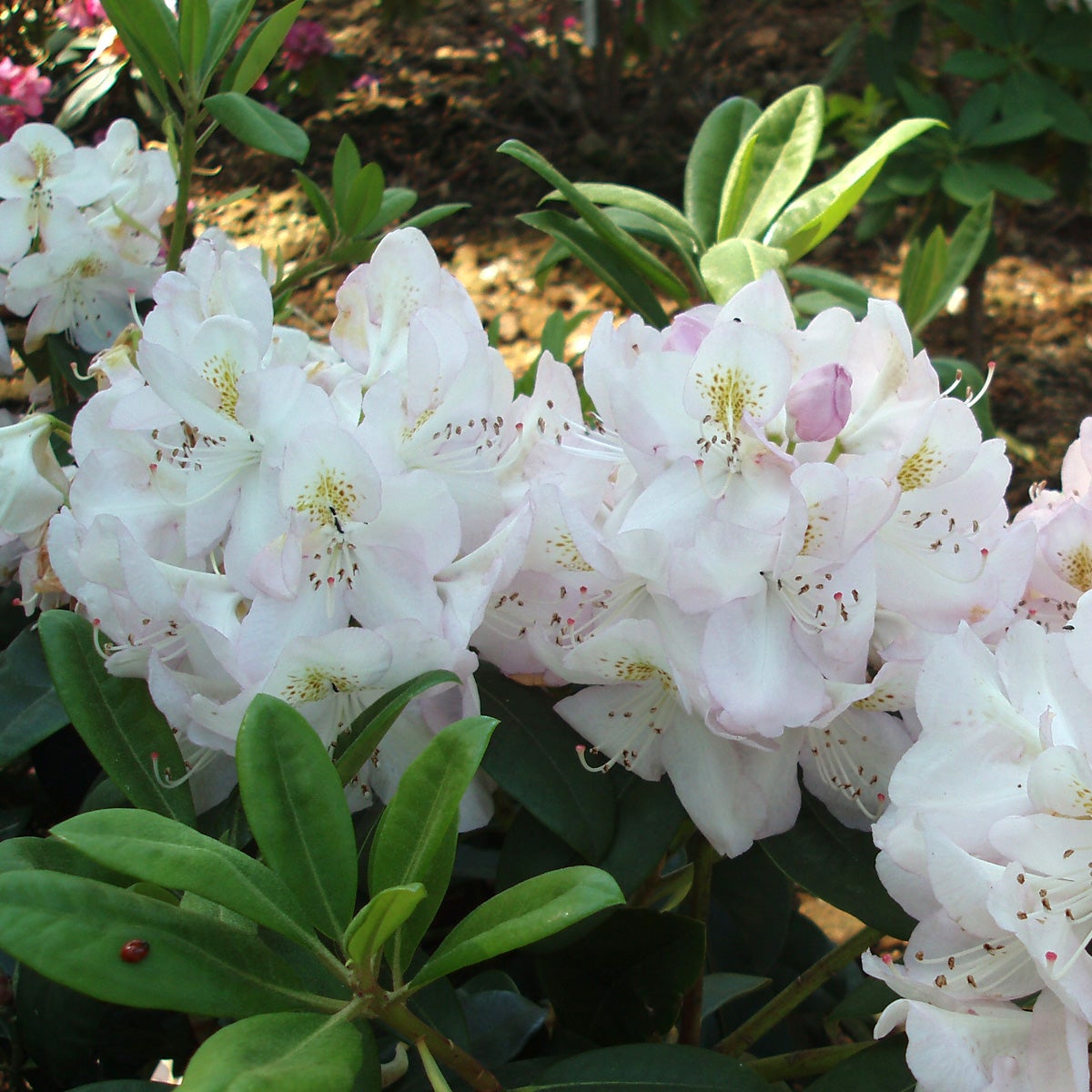 parkrododendron 'Gomer Waterer'
