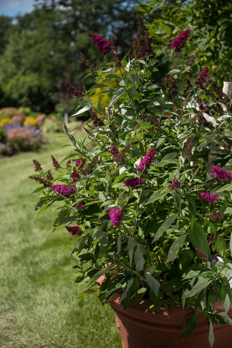 syrenbuddleja Funky Fuchsia