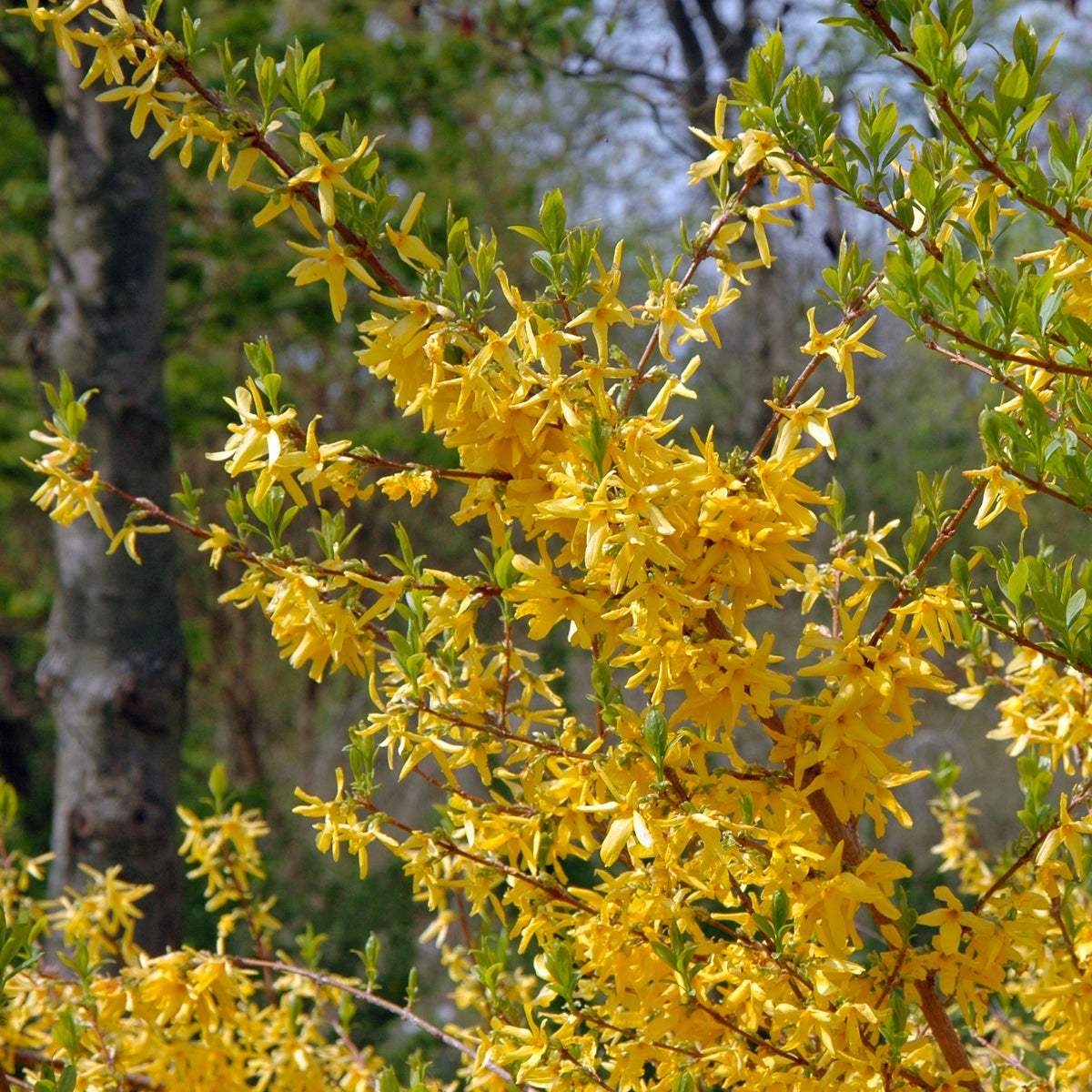 hybridforsythia 'Lynwood'