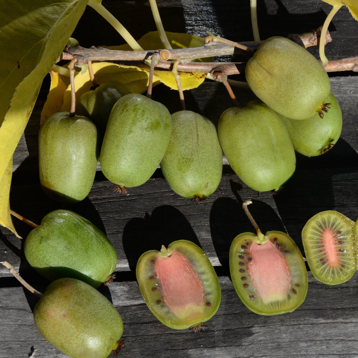 minikiwi 'Chang Bai'