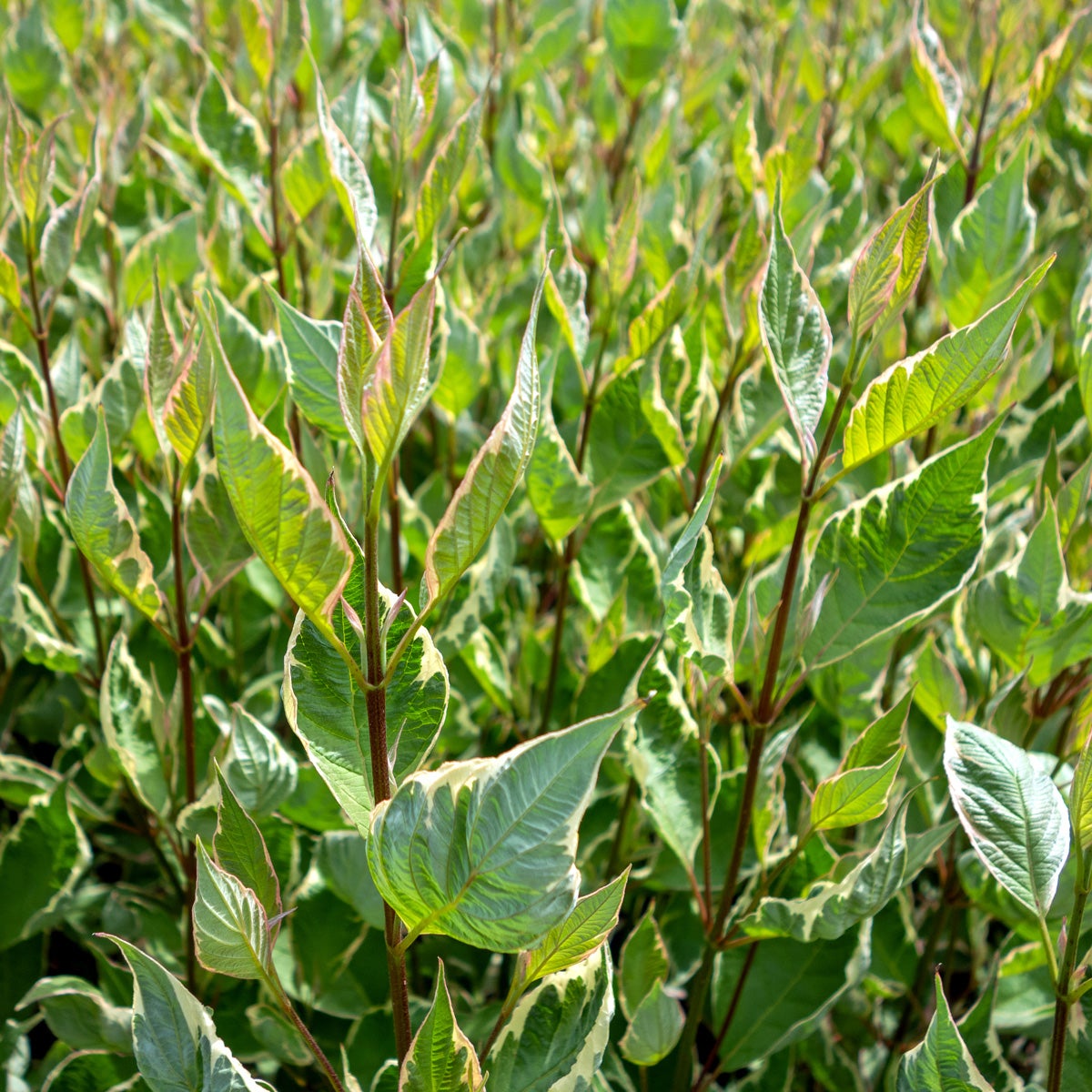 rysk kornell Miracle