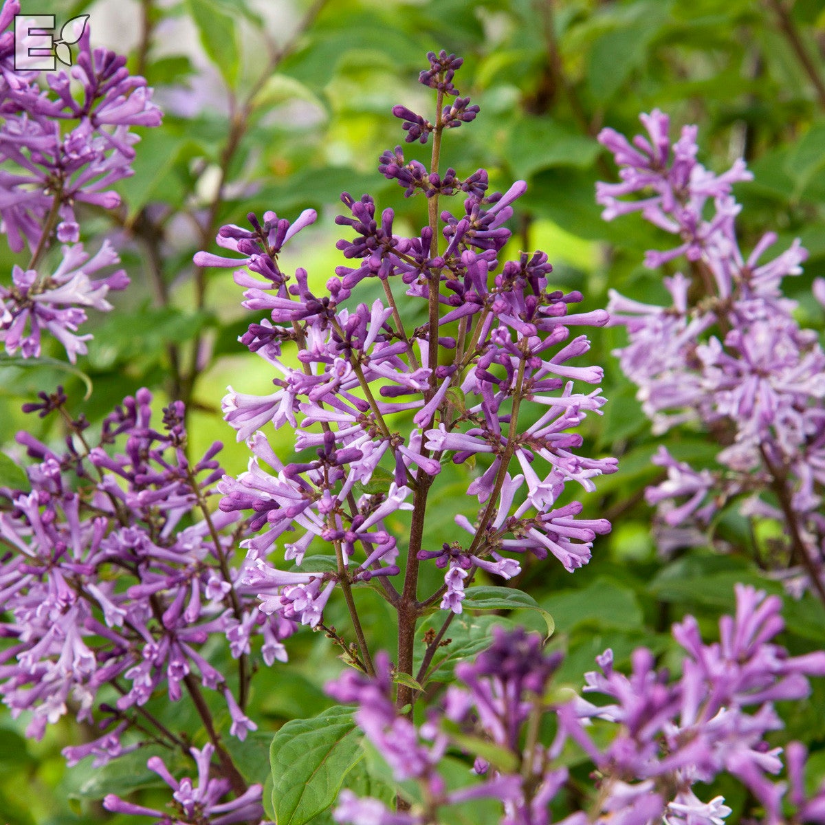 ungersk syren 'Oden' E