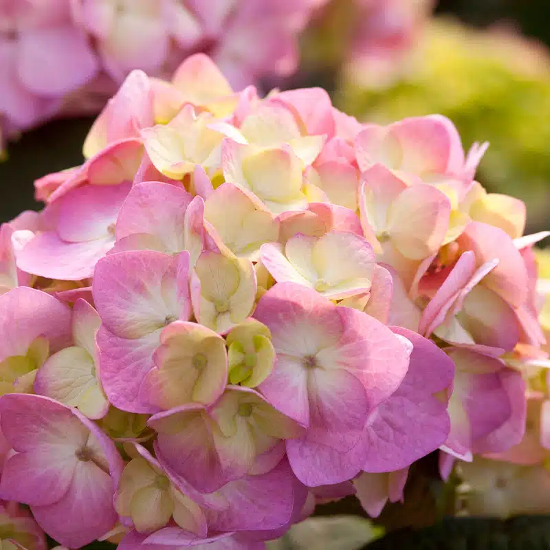 hortensia BloomStar®