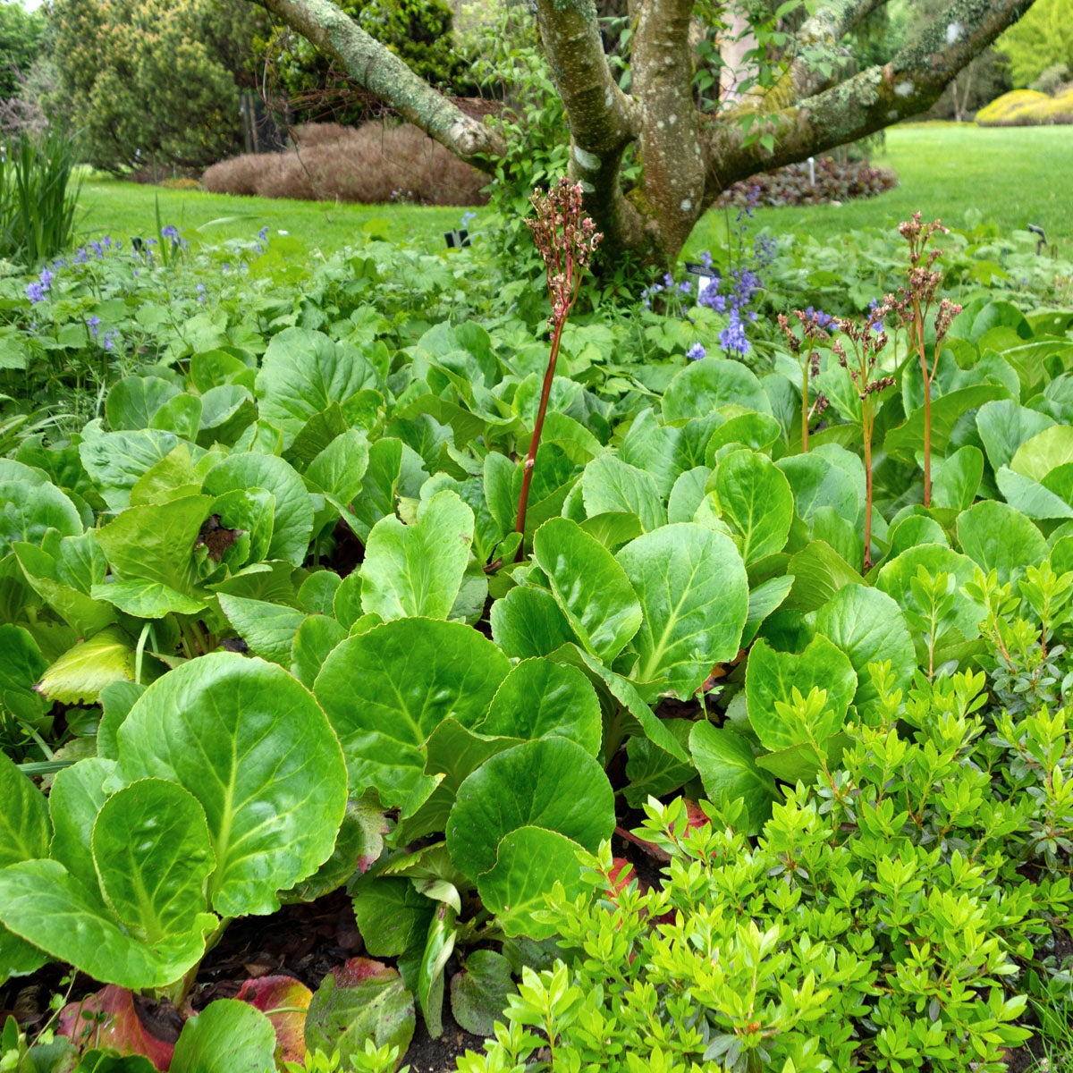 hjärtbergenia 'Baby Doll'