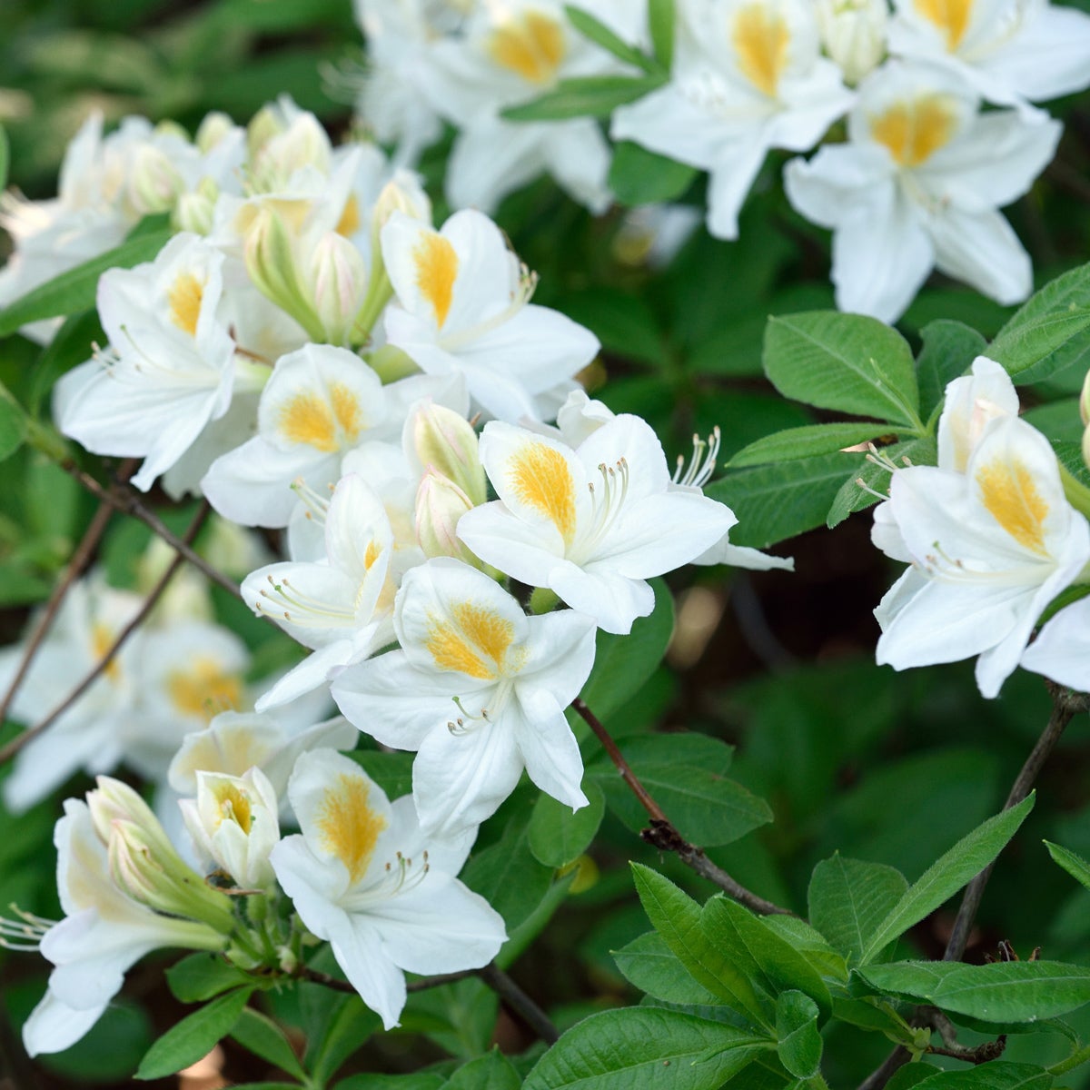 trädgårdsazalea 'Persil'