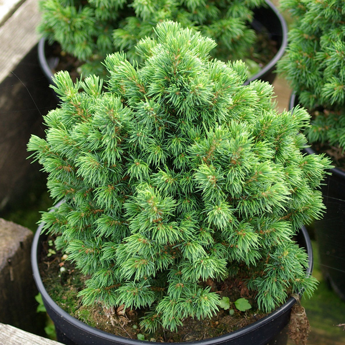 vitgran 'Alberta Globe'