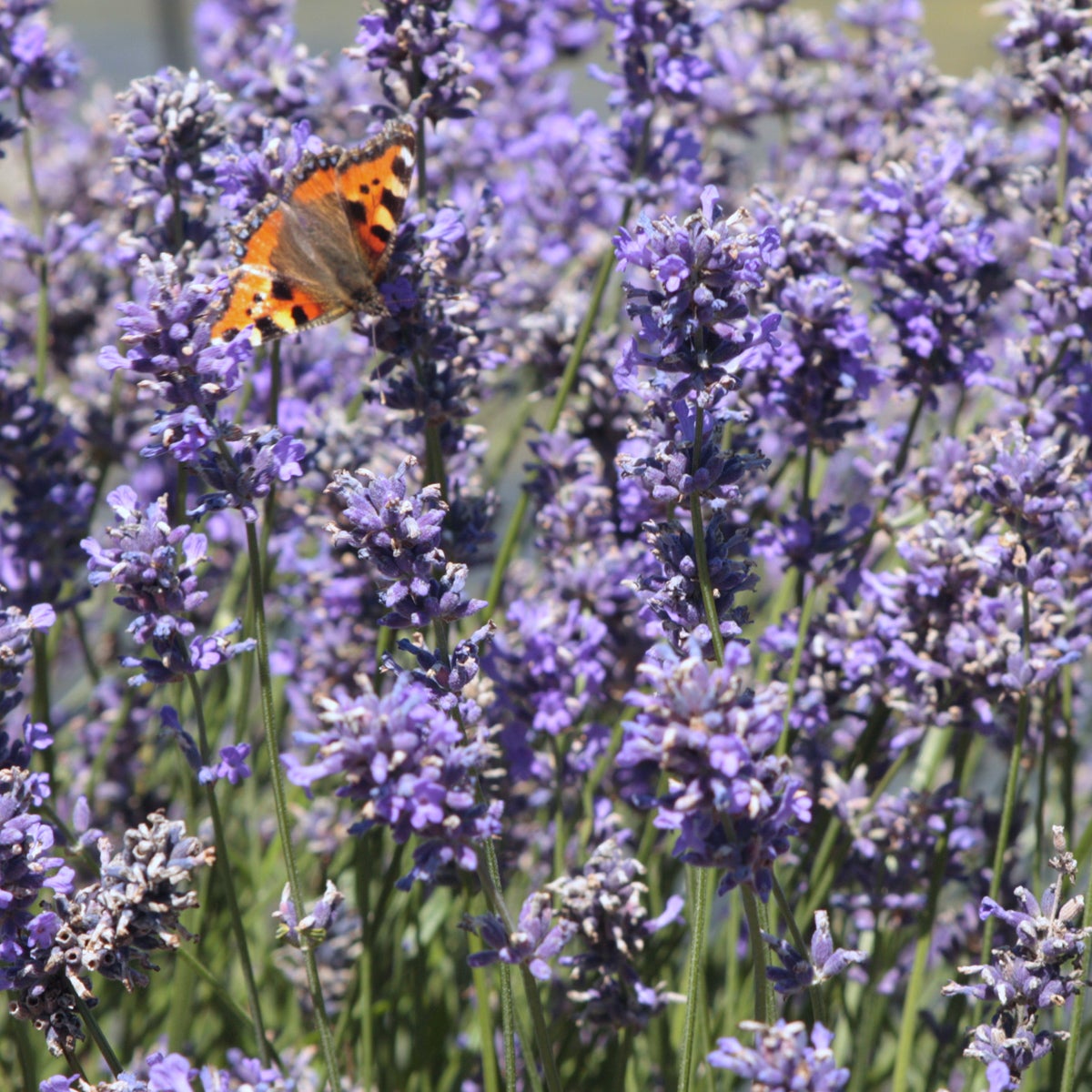 lavendel