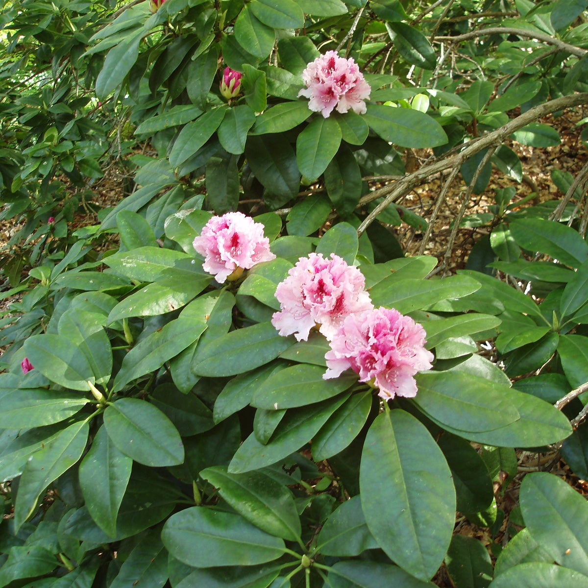 caucasicum-rododendron 'Progrès'