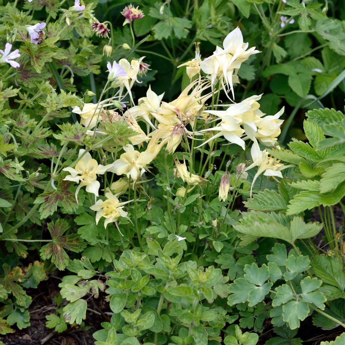 akleja 'Spring Magic Yellow'