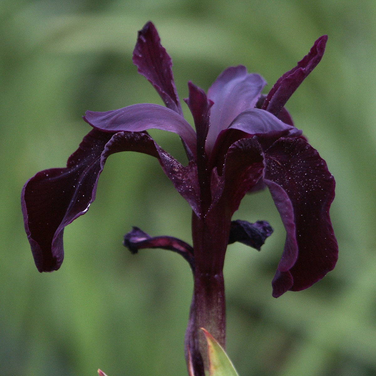 sammetsiris 'Black Form'