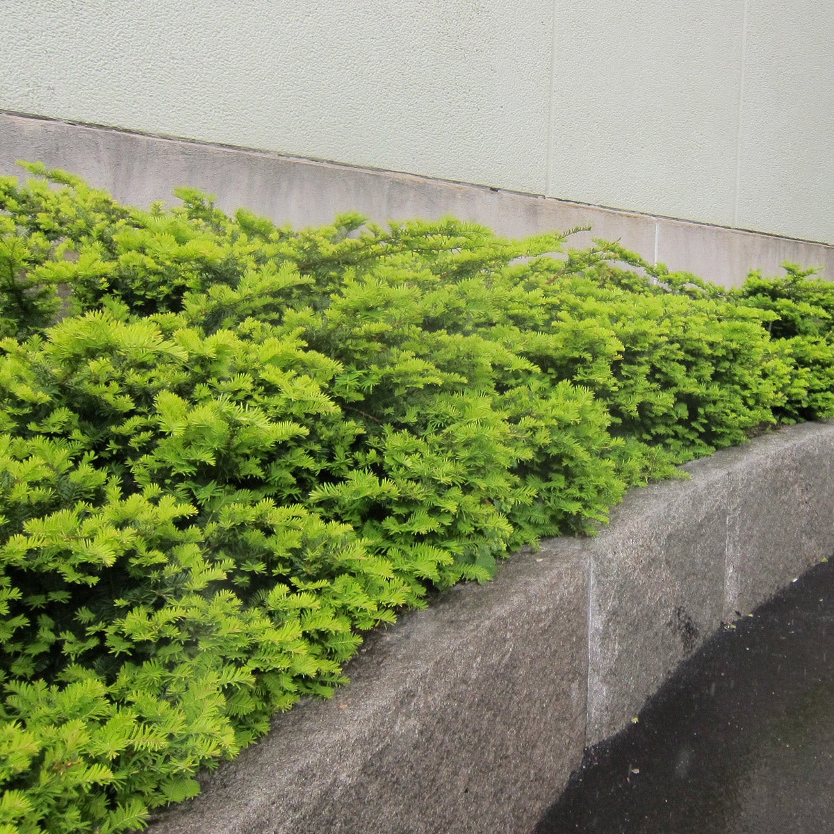 idegran 'Summergold'