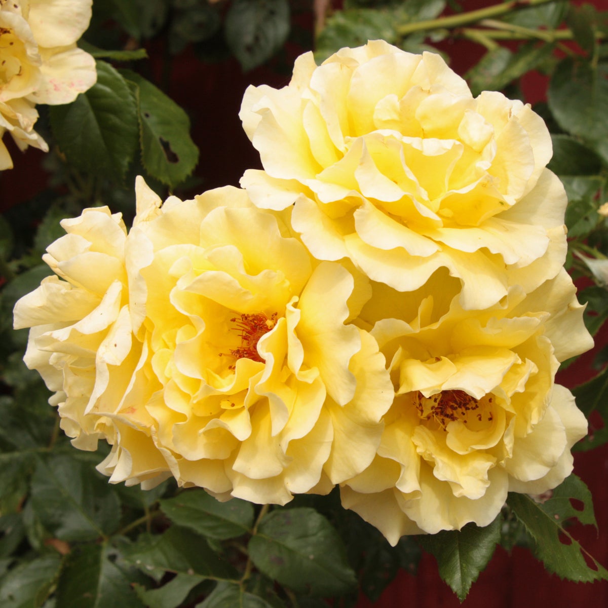 modern buskros Lichtkönigin Lucia