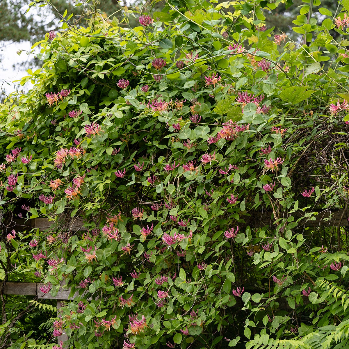 blomsterkaprifol 'Goldflame'