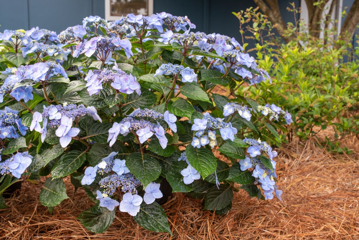 hortensia Pop Star®