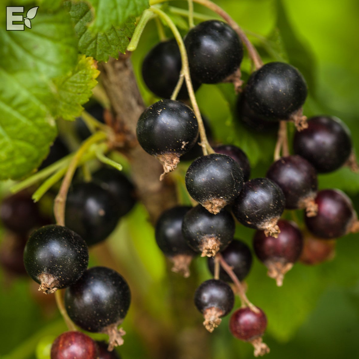 svarta vinbär 'Narve Viking' E