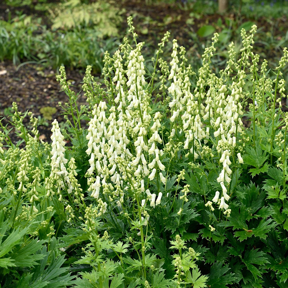 elfenbensstormhatt 'Ivorine'