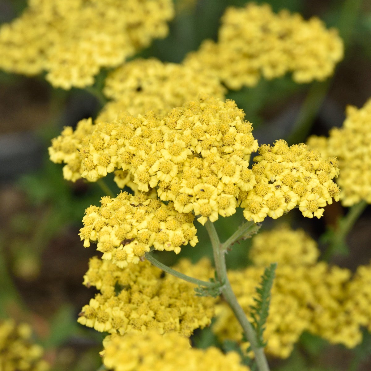 röllika Little Moonshine ('Acbz0002'PBR)