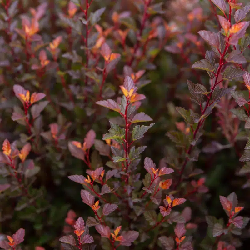 smällspirea Spicy Devil