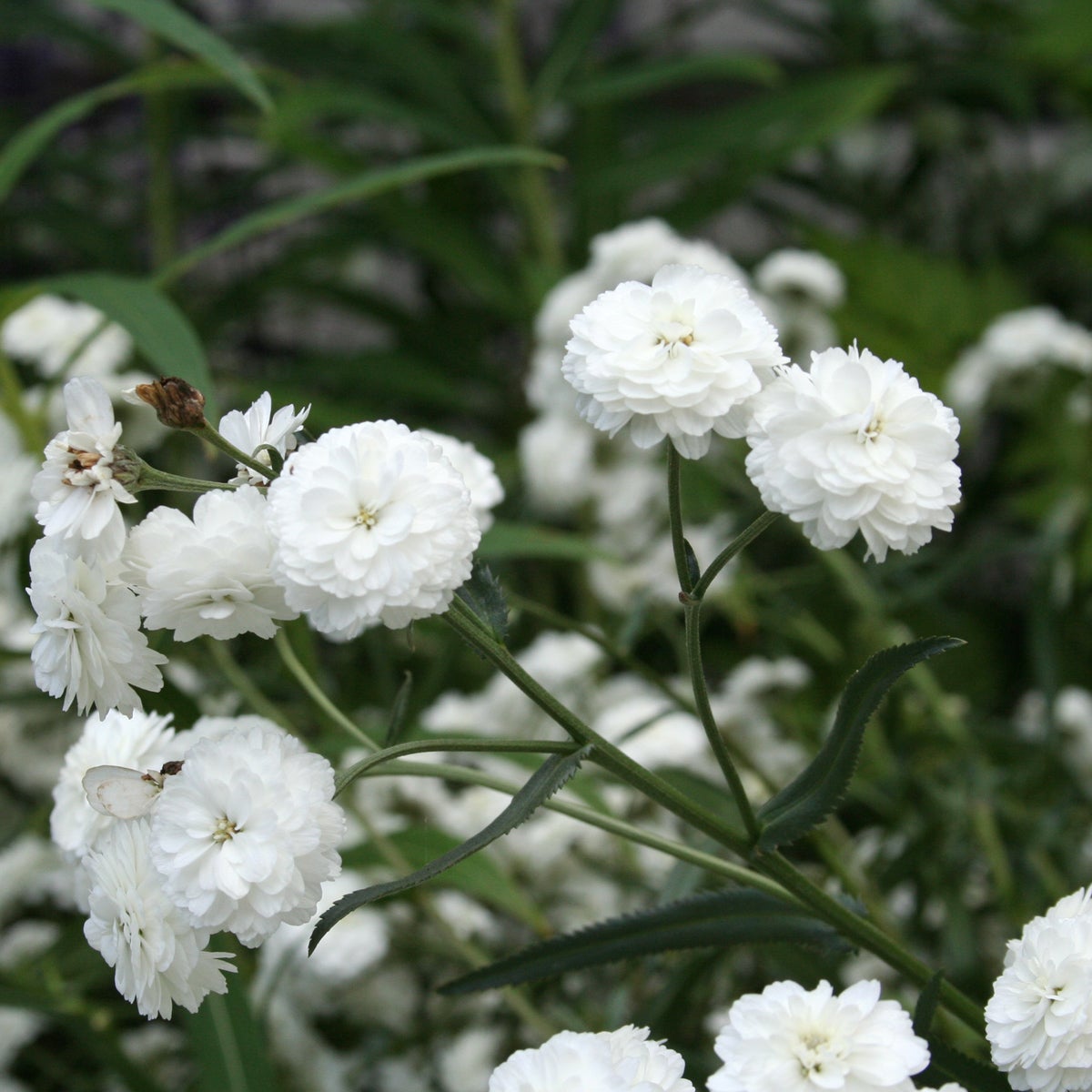 vitpytta 'The Pearl'