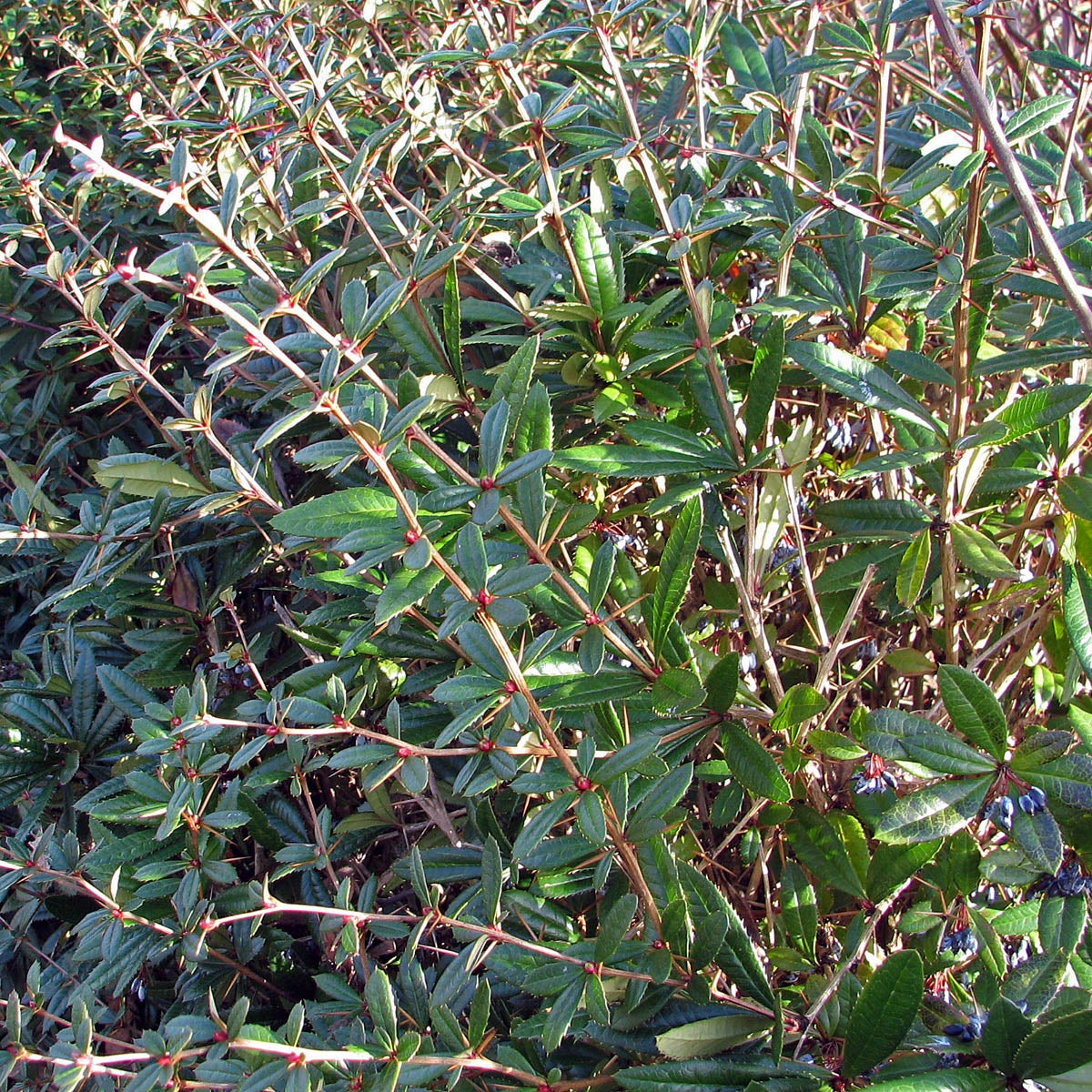 långbladig berberis