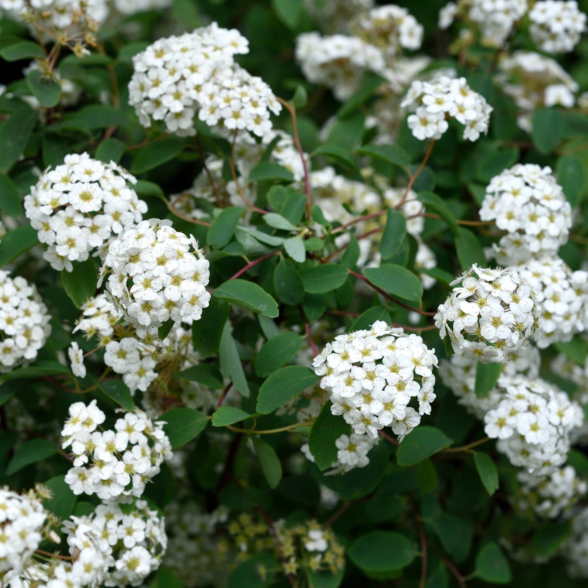 bukettspirea