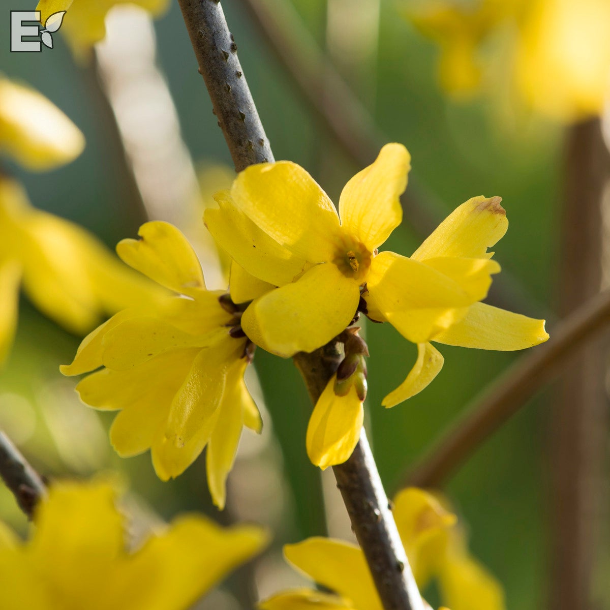 manchurisk forsythia E