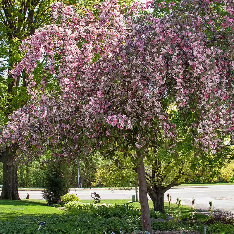 Splendor Ruby Malus Ruby Tears ('Bailears') | Splendor Plant