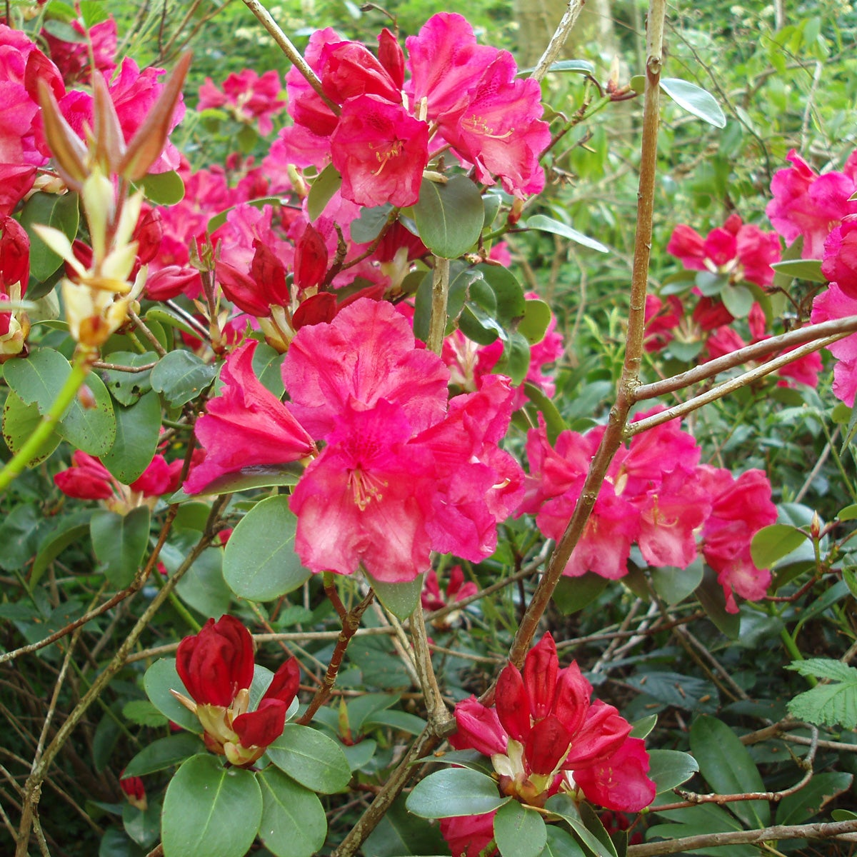 williamsianum-rododendron 'G. Glocker'