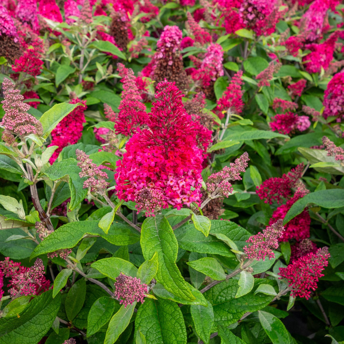syrenbuddleja Little Ruby