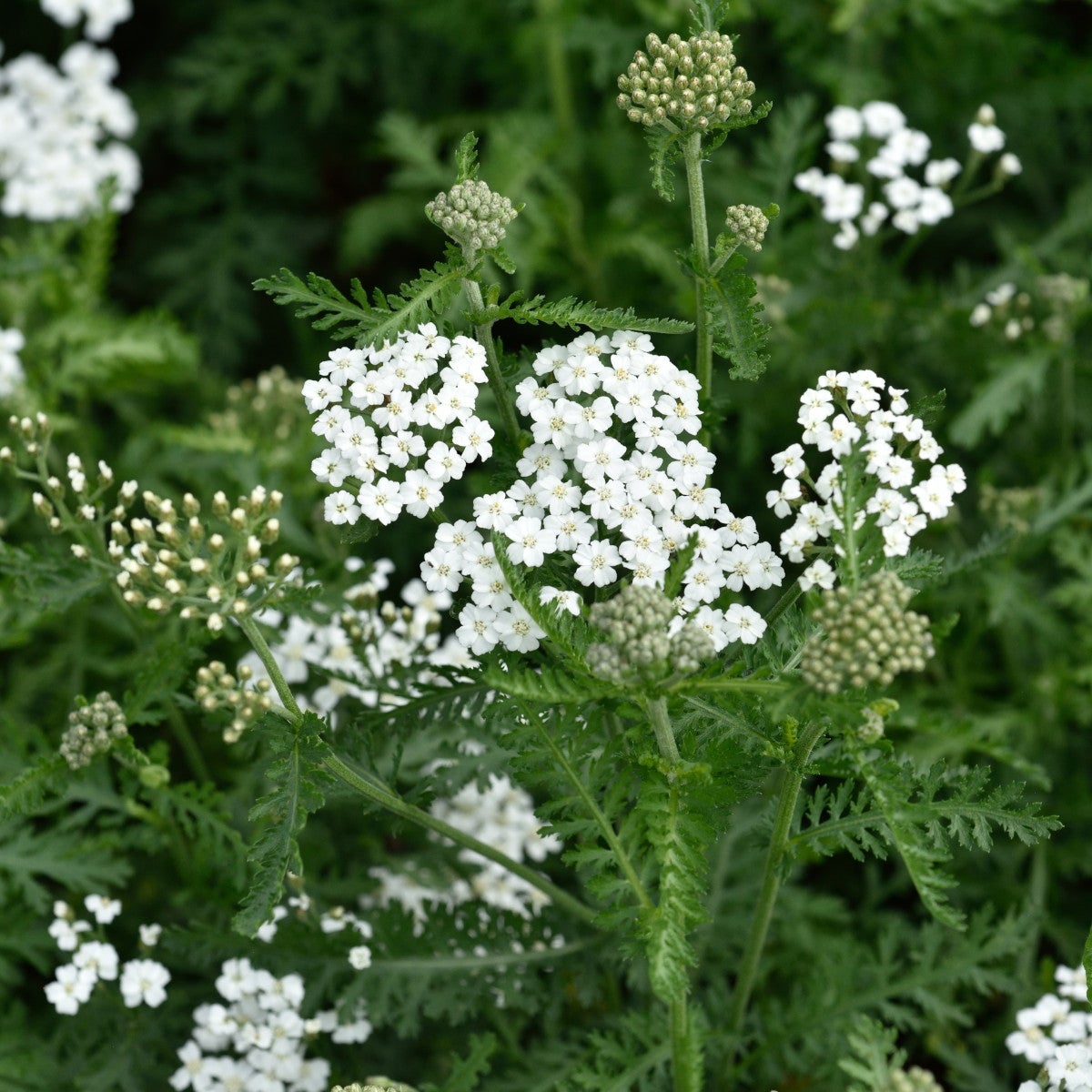 röllika 'Schneetaler'