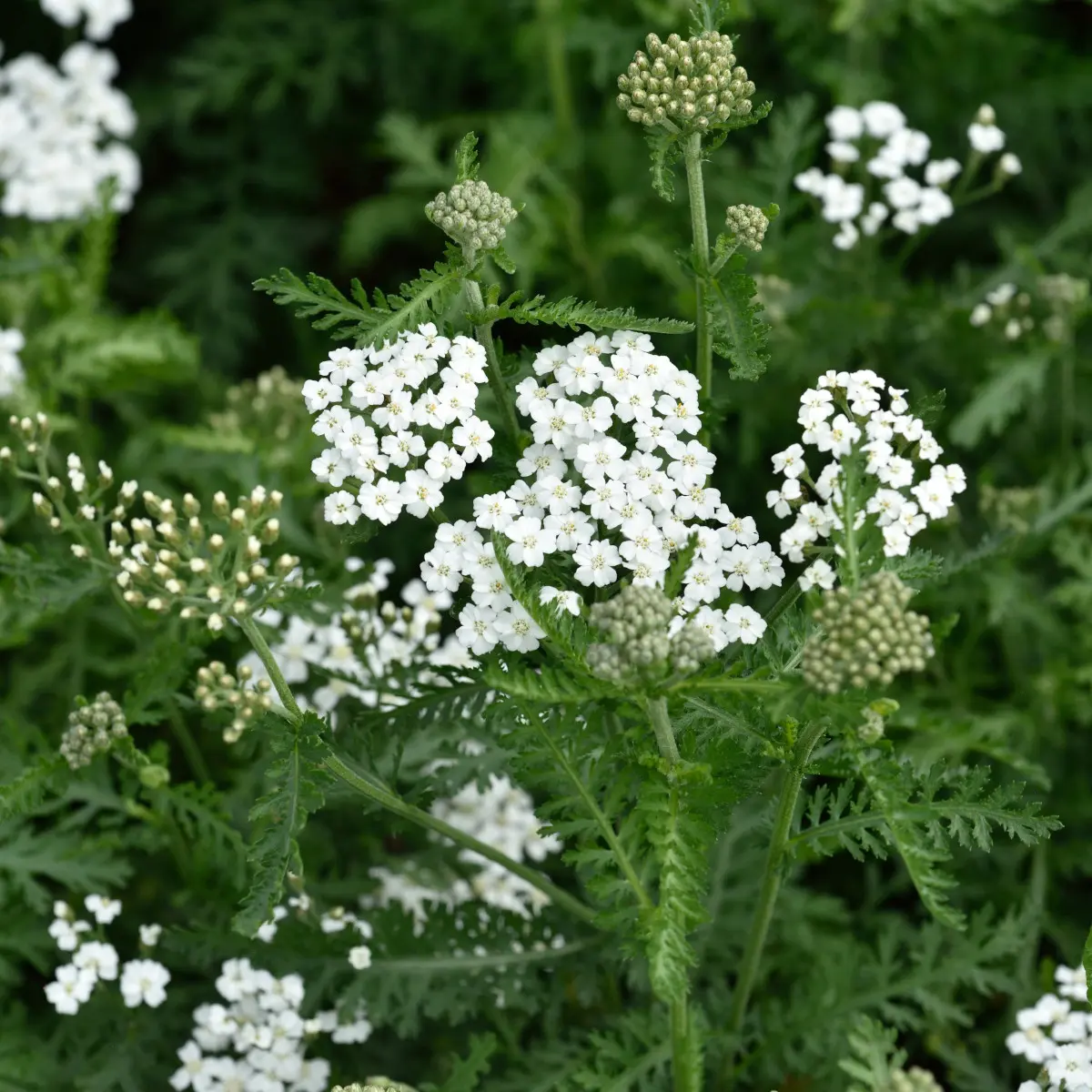 röllika 'Schneetaler'