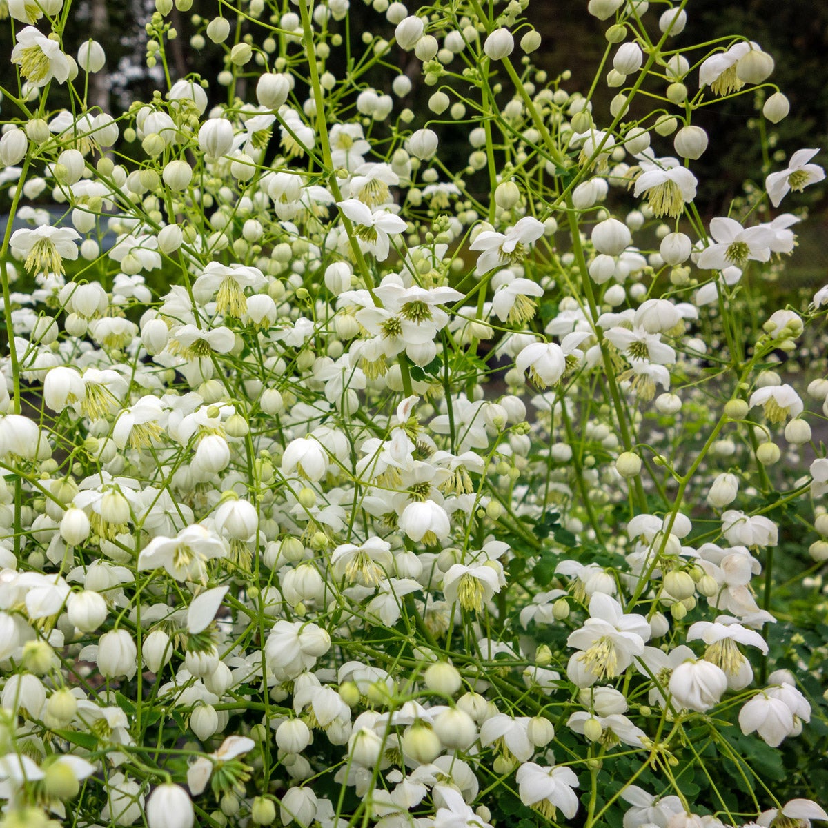 violruta Splendide White