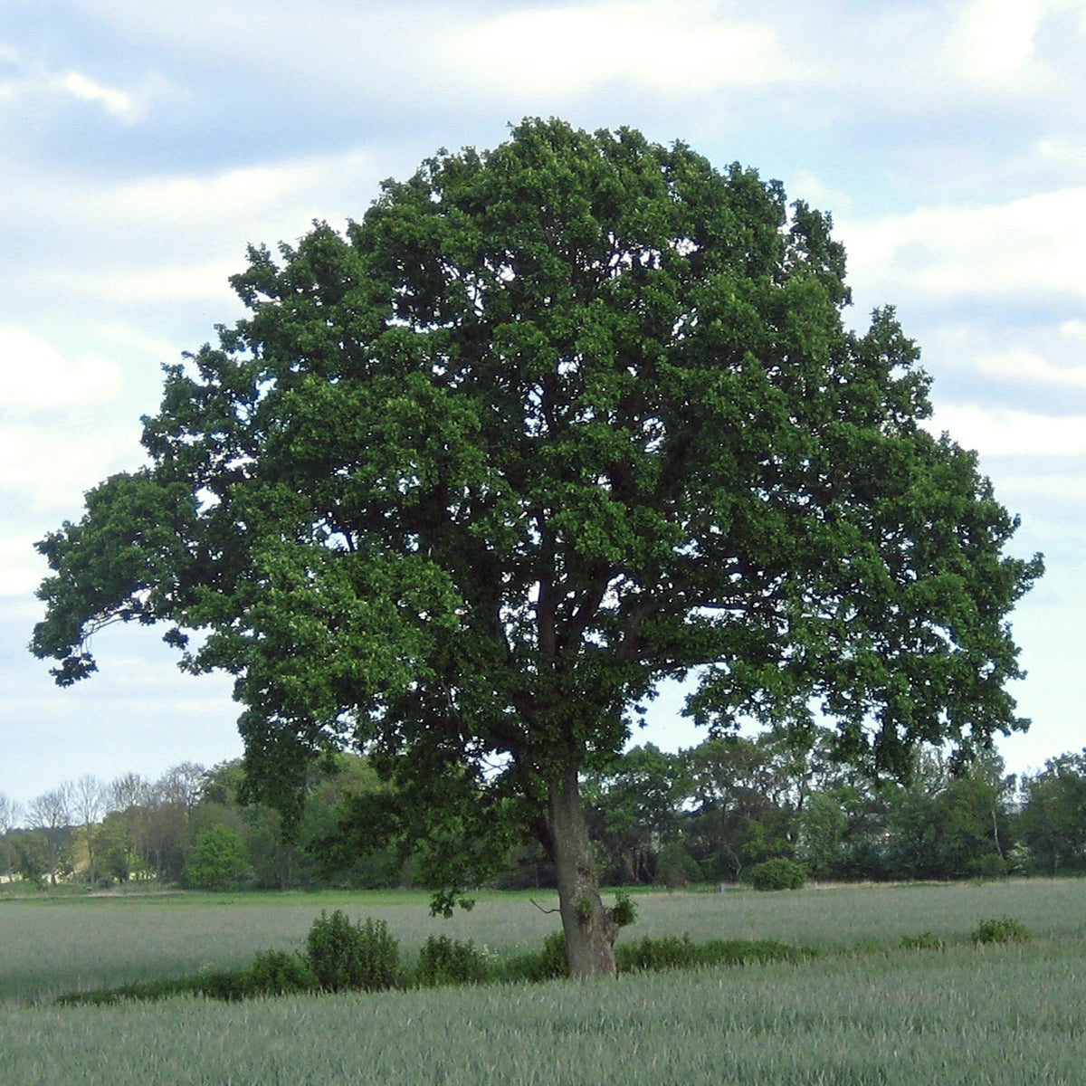 skogsek
