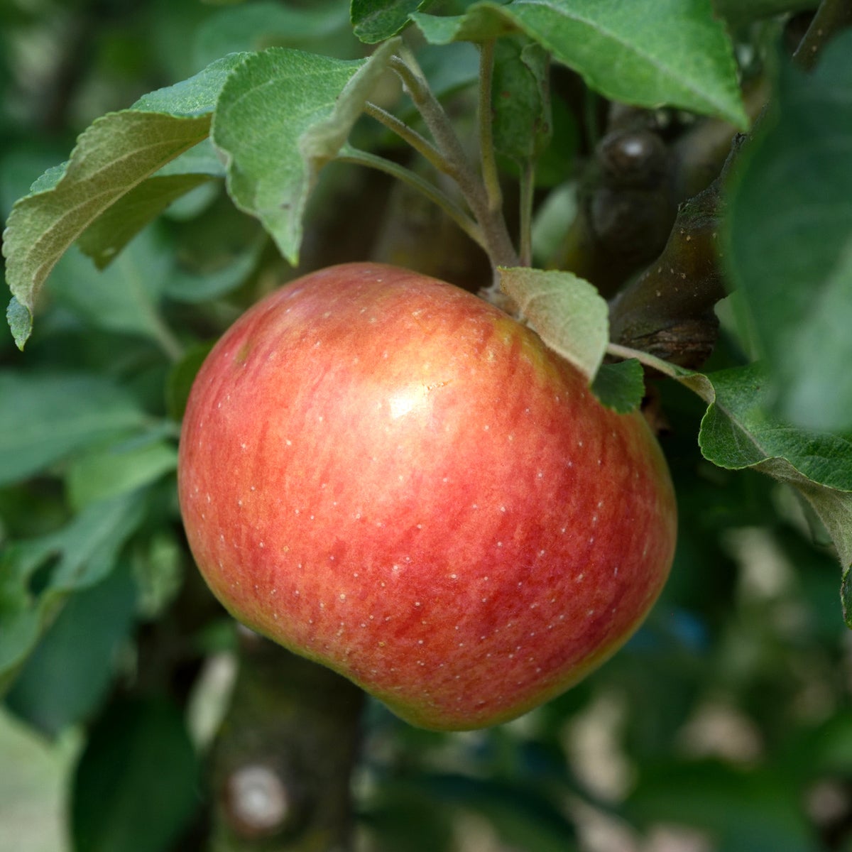 äpple 'Gyllenkroks Astrakan'