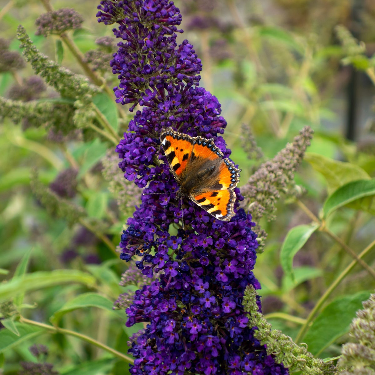 syrenbuddleja Groovy Grape