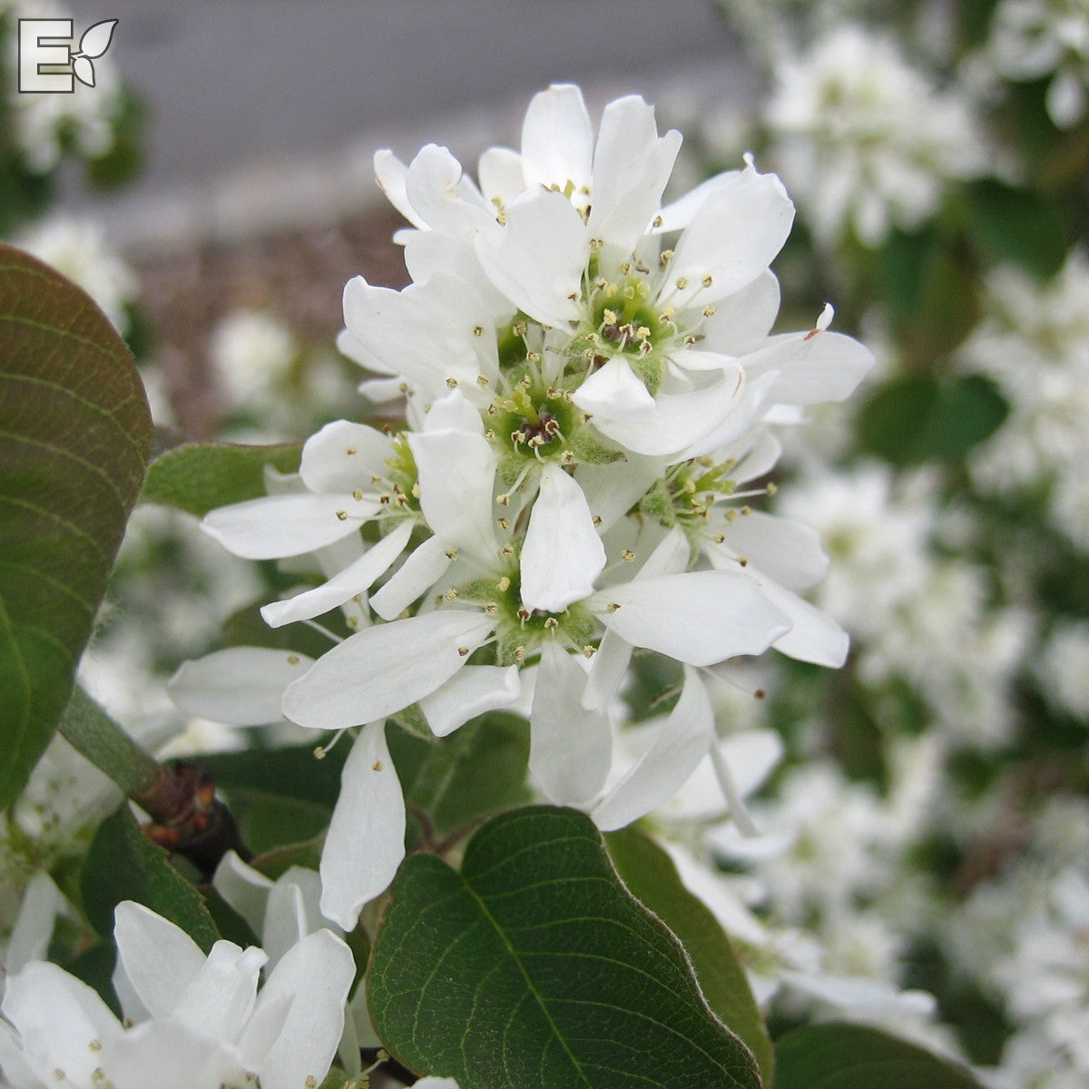 bärhäggmispel fk Alvdal E