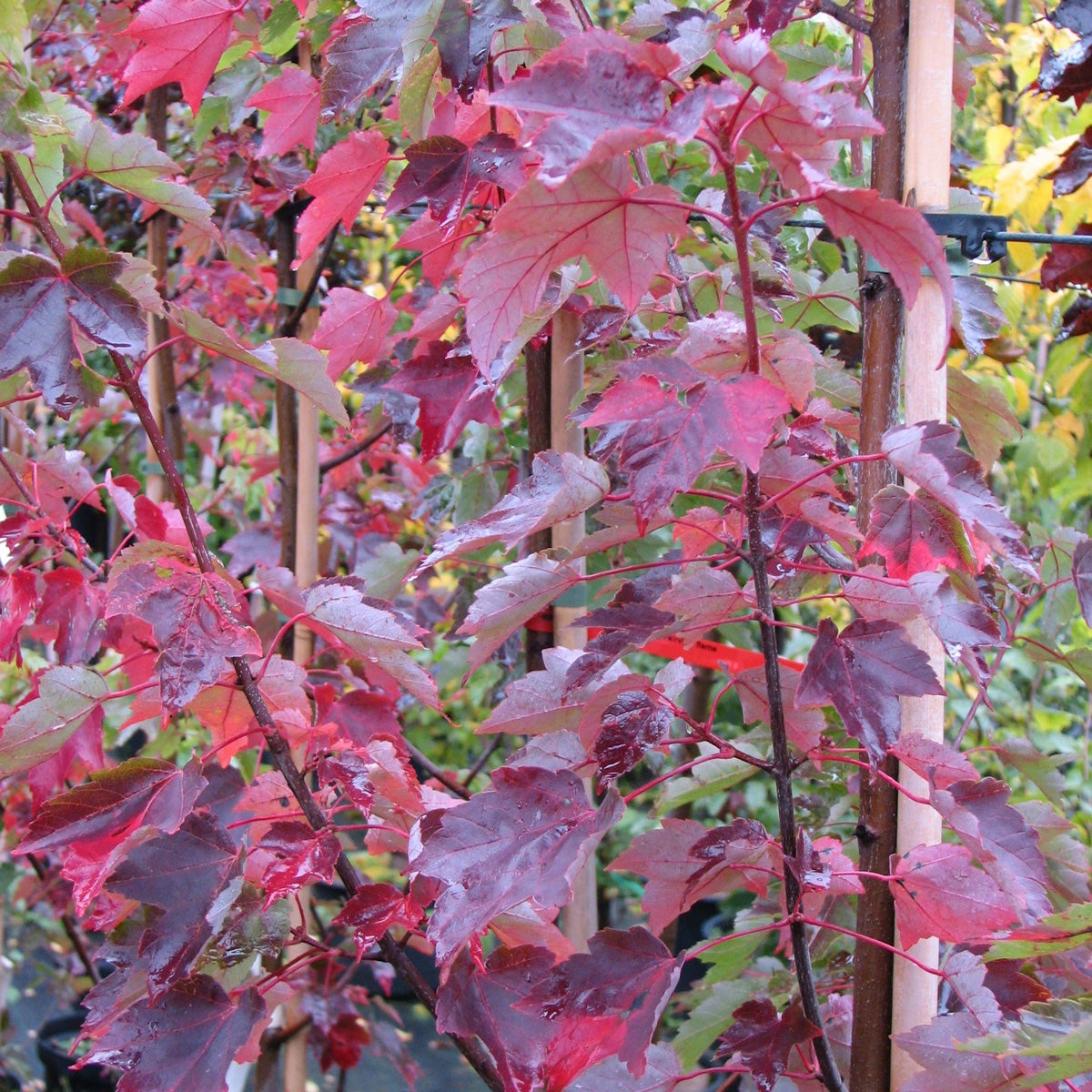 skogslönn 'Crimson Sentry'