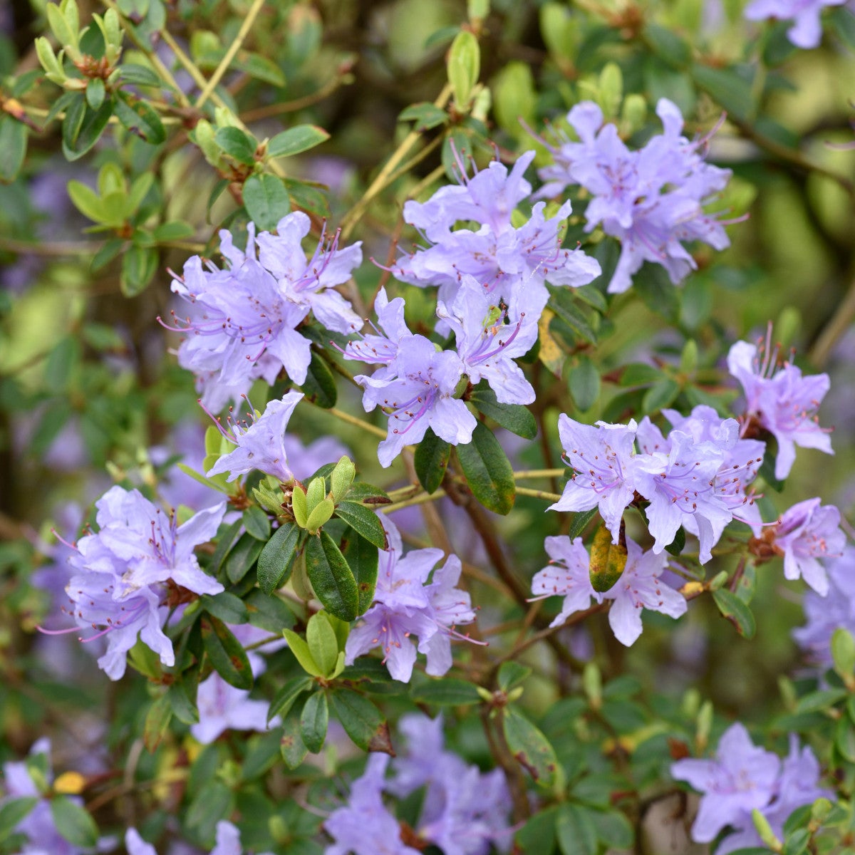 lapponicum-alpros 'Blue Tit'