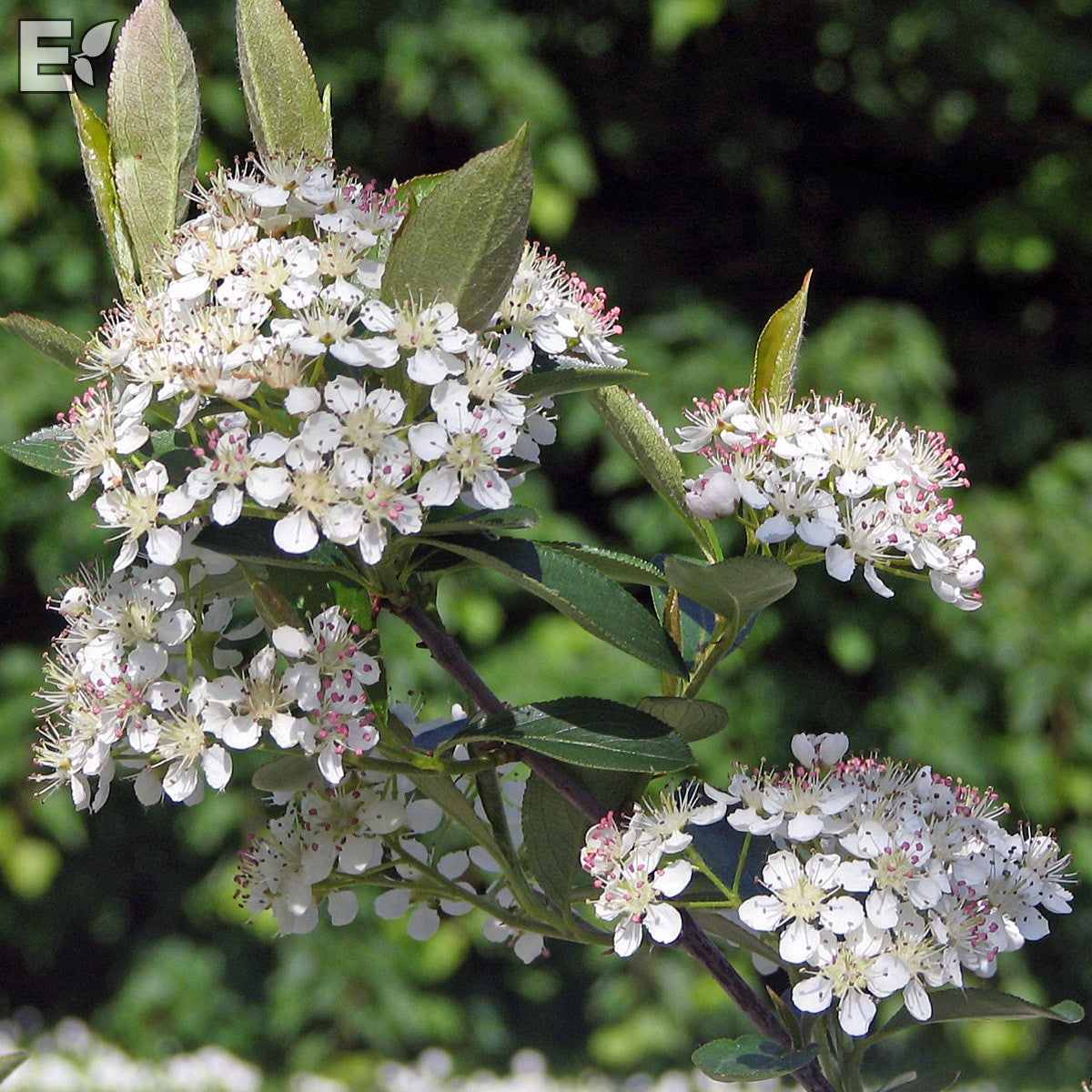 svartaronia 'Hugin' E