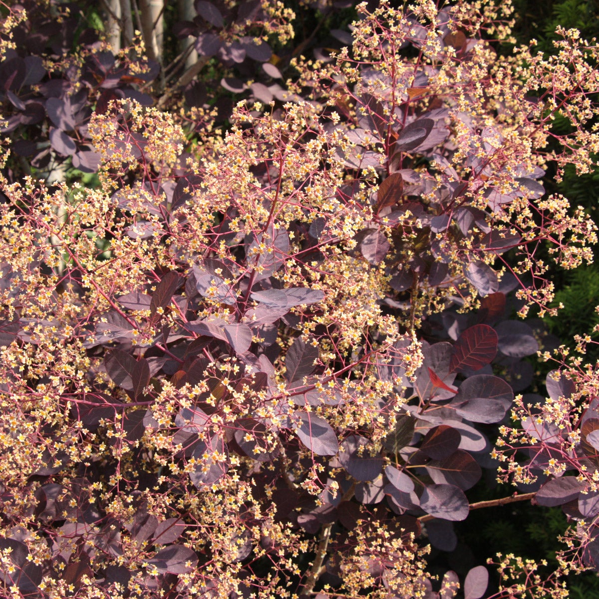 rödbladig perukbuske 'Royal Purple'
