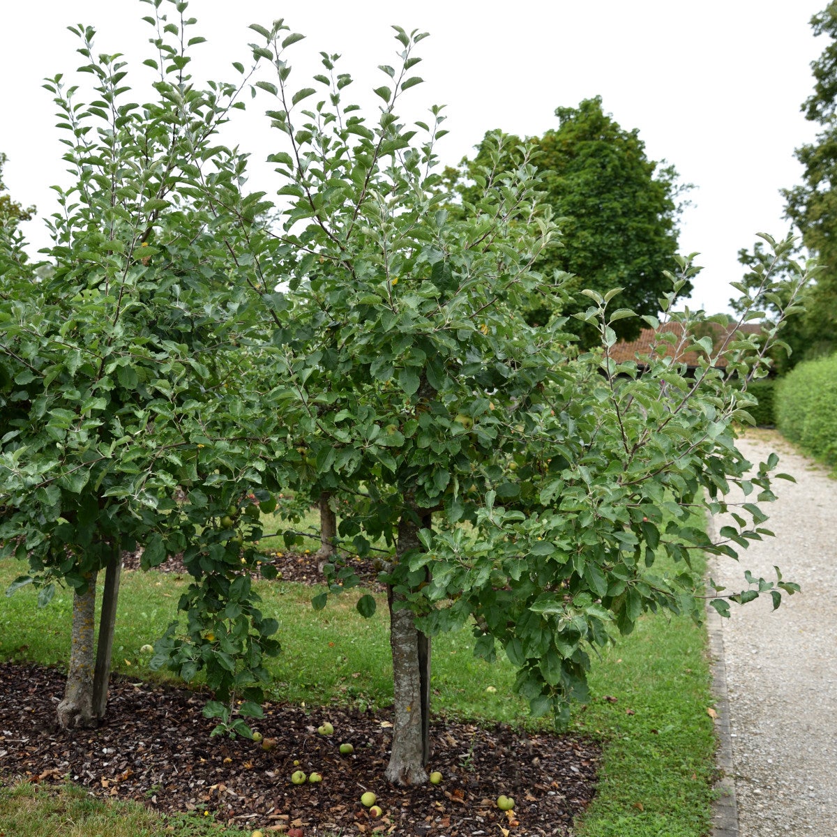 äpple Röd Belle de Boskoop