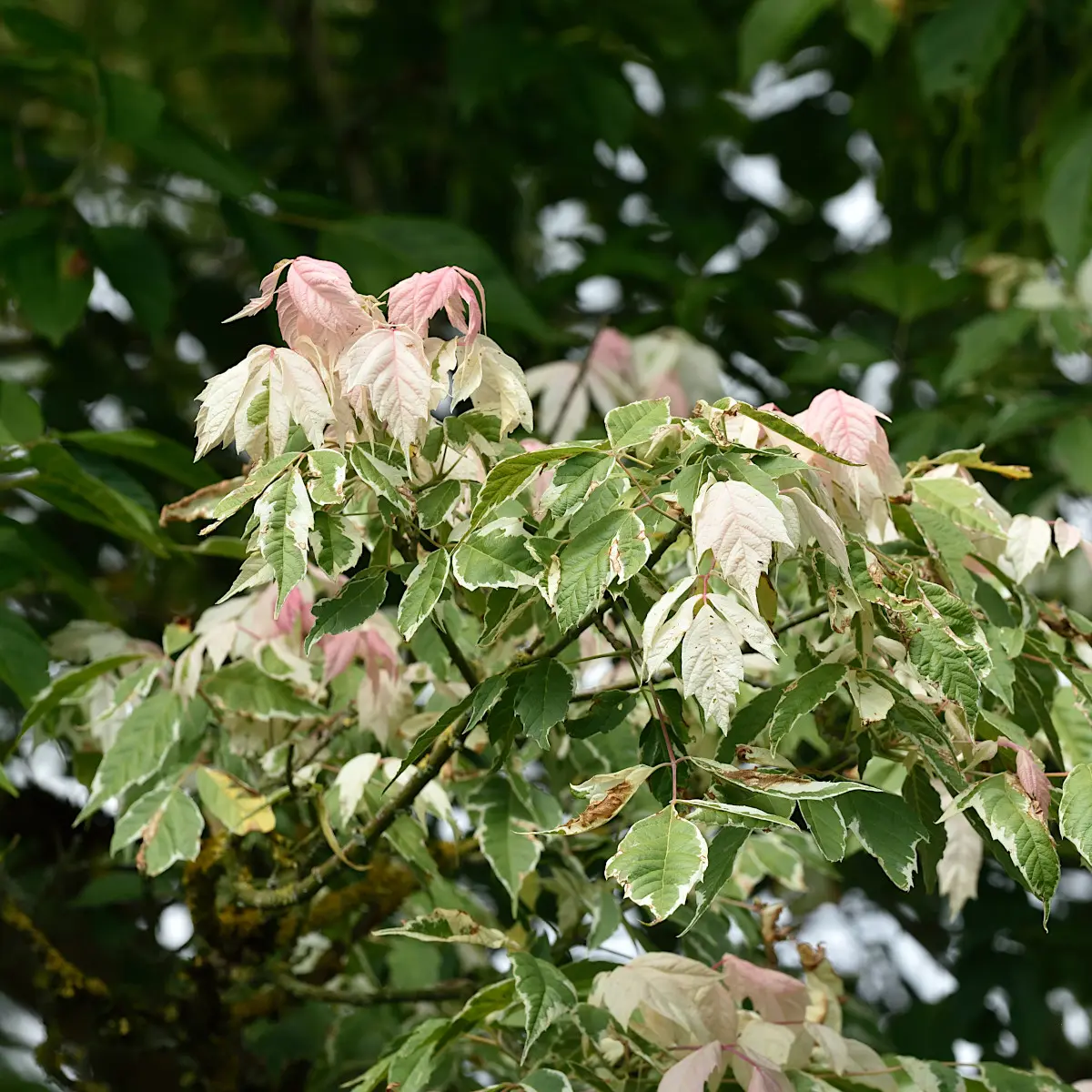 asklönn 'Flamingo'